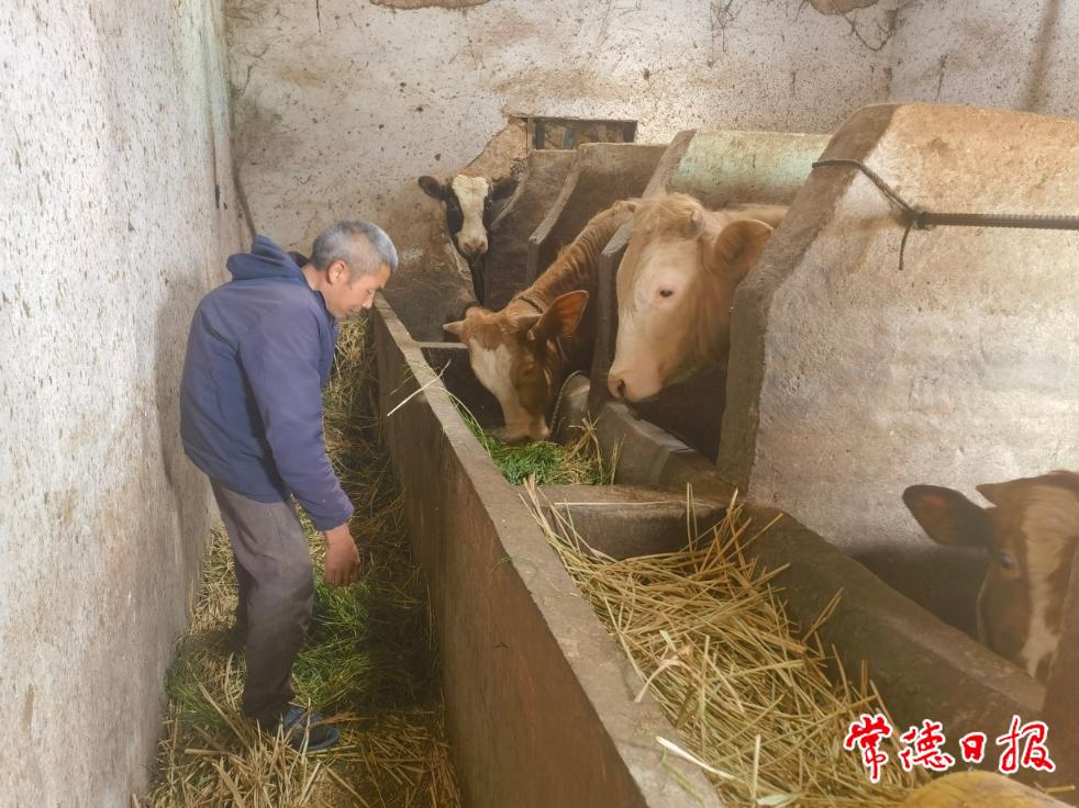 5月11日，羅抗軍給黃牛喂飼料.jpg